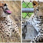 Leopard attack Bijnor :