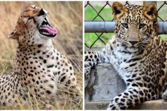 Leopard attack Bijnor :