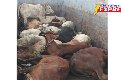 Gau Seva Samiti action