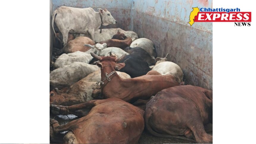Gau Seva Samiti action