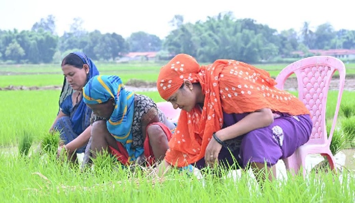 Chhattisgarh minister in paddy field