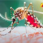 Malaria Free Campaign Chhattisgarh