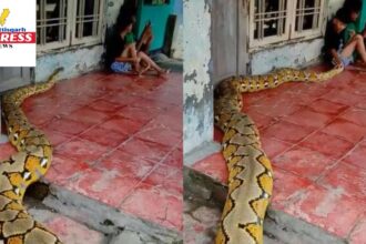 Giant Python Kids Video