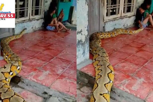 Giant Python Kids Video