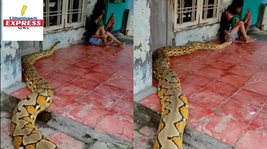 Giant Python Kids Video