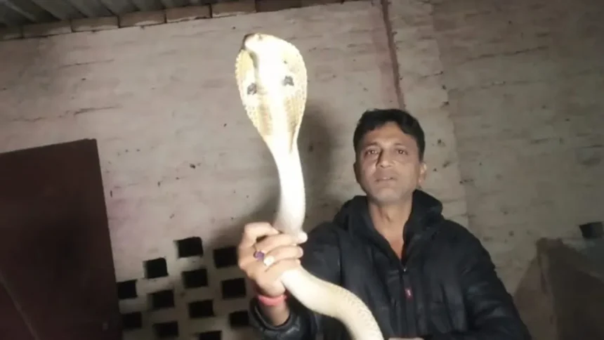 Vaishali Snake Bite Viral Video