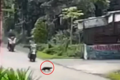 Scooter Accident Viral Video