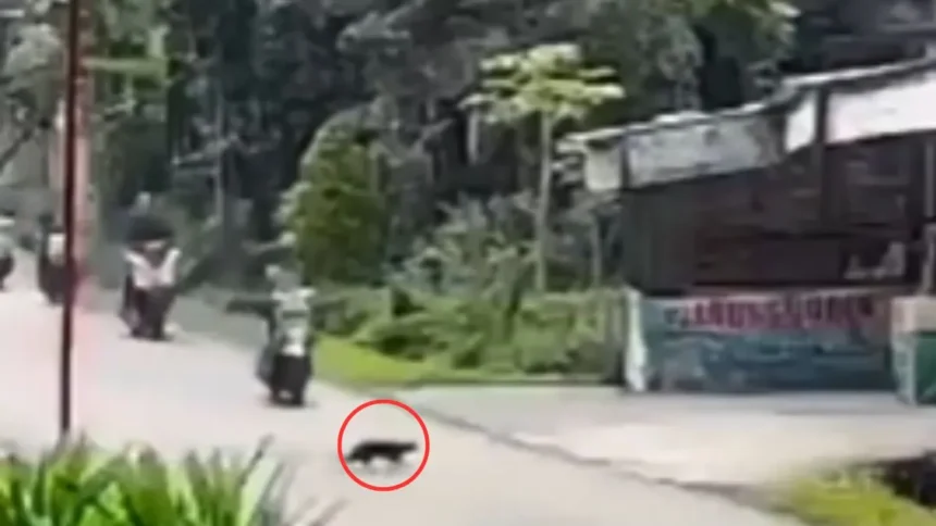 Scooter Accident Viral Video