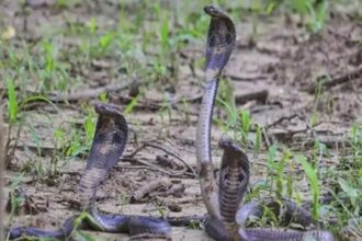 Live Snake Attack Raipur