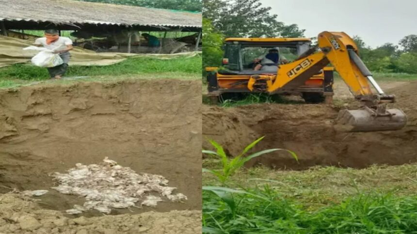 Bird flu alert in UP Ban on Chicken and Eggs 