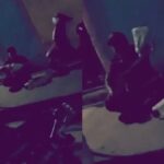 Nag Nagin Left At The Neighbor's House