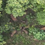 Raigarh Baby Elephant Born