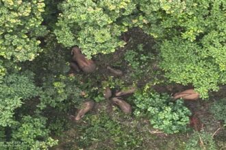 Raigarh Baby Elephant Born