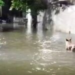 Waterlogging Due Rain in Durg